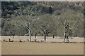 Oak trees near Hadnock Court