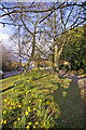 Spring planting, Bramley Road, London N14