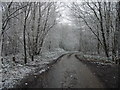 TR1849 : Road in Covert Wood in the snow by Nick Smith