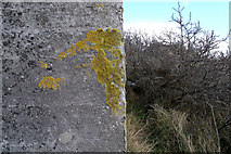 TF4888 : Lichen on the pillbox by David Lally