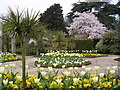 Tulips in The Rookery