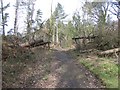 SJ2266 : Wind blown trees at Gwysaney by John S Turner
