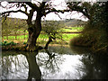 Pond near Bepton Church