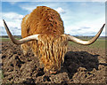 NY3268 : Highland cow, Gretna Green by wfmillar