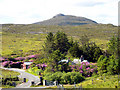 Rhododendrons at Gisla