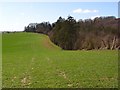 The edge of Chisbury Wood