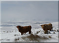 NC5224 : Cattle at Crask, the babies were camera shy by sylvia duckworth