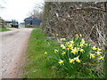 Narcissus pseudonarcissus