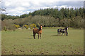 Horses south of Dihewyd