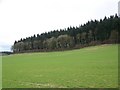 Rockstead Copse, Manor Farm