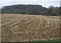 Maize stubble off Green Lane