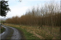 SO0953 : Willow saplings by Bill Nicholls