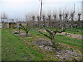 Pear orchard at Wren