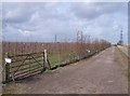 Farm track through new orchards