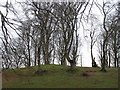 Clump of trees, Robbiesland