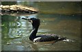 SU3045 : Cormorant at The Hawk Conservancy by John Firth
