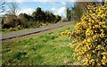 The Comber Greenway (1)