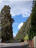 SU9059 : Wellingtonia Pine, Longlands Way by Len Williams