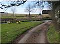 Side lane at the western edge of Wetherden, looking to the Elmswell road