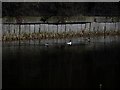 Ducks on Forth and Clyde Canal