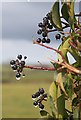 Berries in the rain