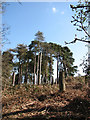 A stand of pine trees