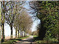 Mill Lane past Abbey Farm