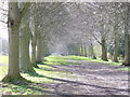 The Avenue, Farnham Park