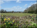 Horses grazing