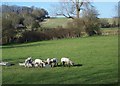 Lambs, Homington