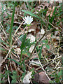 Ilsington Woods, Greater Stitchwort