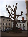 Tree on Whiting Street