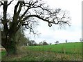 Tree and field, north of Radford