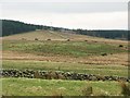 Rough pastures west of Denton Fell