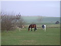 Horses on Hoffer