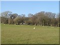 Sheep pasture opposite Brynheulog