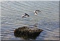 Oystercatchers in flight