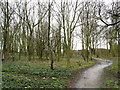 Woodland near to Paull Fort