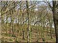 Oakwoods above Dolderwen