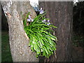 Bluebells, Bangor