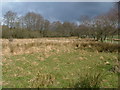 Marshland near Howey