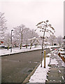 Street Tree, South Lodge Drive, London N14