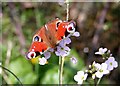 Peacock Butterfly in Yewleigh Lane