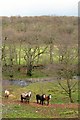 Horses by the Afon Tarell