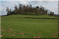 Wooded hill at Bromesberrow