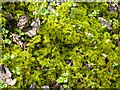 SK1769 : Great Shacklow Wood - Mosses on the ground next to the footpath by Alan Heardman