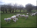 Ewes and lambs near Parcneuadd