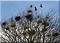 Rookery, Chard churchyard