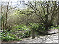 Stream in Swanvale