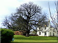 Horse Chestnut Tree at Johnstons Woollen Mill